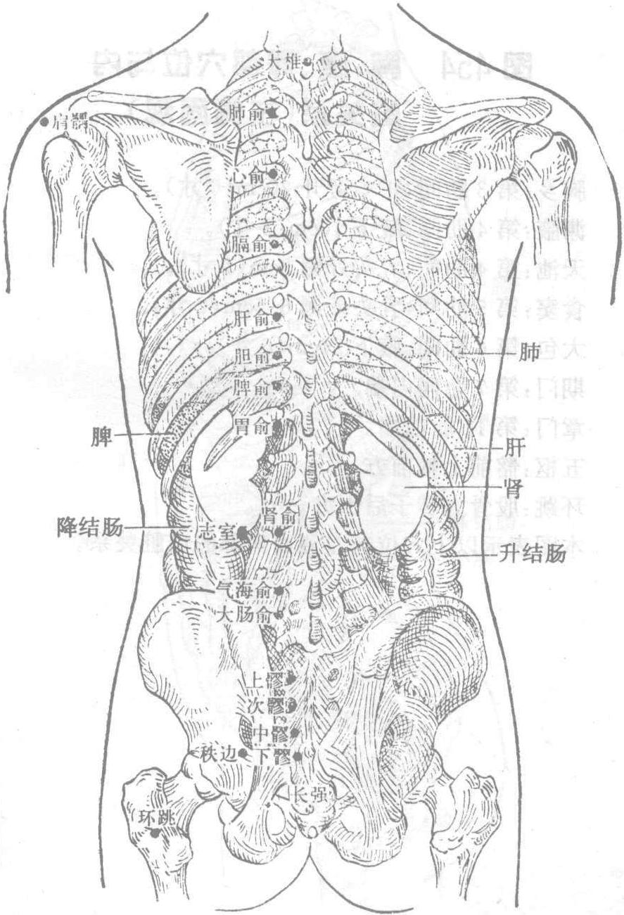 图453 肩、背、腰、骶、臀部穴位与内脏关系